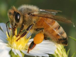 Пчелињи производи негују кожу