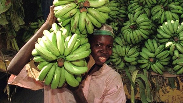 Испитивање ГМ „супер банане“ на људима