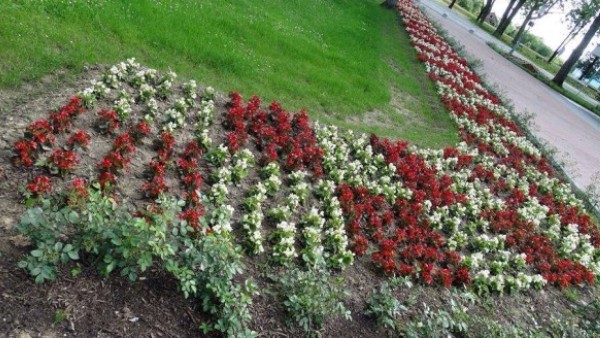 У Јасеновцу посадили цвијеће у бојама шаховнице у облику слова „У“!