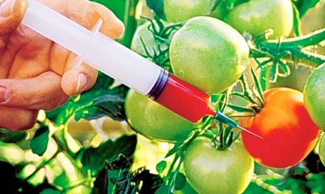 Влада Русије усвојила закон о забрани узгоја ГМО