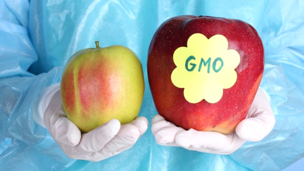 У Америци одобрене две врсте генетски модификованих јабука које су отпорне на труљење