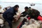 Arben Krasniqi, left, transports his sheep after heavy rain swelled the Vjosa River that flooded their village of Darzeze, Fier district, 115 kilometers (70 miles) south of capital Tirana, Monday, Feb. 2, 2015. Floods caused by heavy rains over the last days have hit southern Albania, forcing the evacuation of hundreds of villagers after rivers flooded thousands of hectares (acres), hundreds of homes and many roads. Many areas in southern Albania had no power or water. Police urged residents to cancel travel plans and more intense rain was forecast to hit over the next few days.  No casualties were reported.(AP Photo/Hektor Pustina)