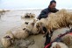 Farmers transport sheep after heavy rain swelled the Vjosa River that flooded their village of Darzeze, Fier district, 115 kilometers (70 miles) south of capital Tirana, Monday, Feb. 2, 2015. Floods caused by heavy rains over the last days have hit southern Albania, forcing the evacuation of hundreds of villagers after rivers flooded thousands of hectares (acres), hundreds of homes and many roads. Many areas in southern Albania had no power or water. Police urged residents to cancel travel plans and more intense rain was forecast to hit over the next few days.  No casualties were reported.(AP Photo/Hektor Pustina)