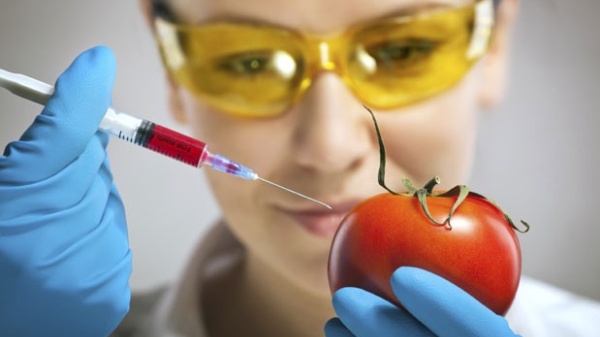 Србија дигла рампу за ГМО?