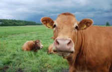 ЕУ: Повуците заштитне мере на увоз млека и свињетине из ЕУ