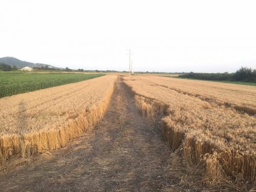 Пшеница погажена због бандера
