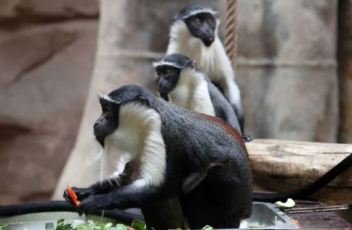 Кинески експеримент изазвао узбуну међу научницима: Правите “Планету мајмуна“!