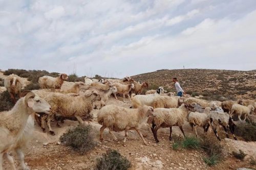 Израелски досељеници краду земљу палестинских пољопривредника на окупираној Западној обали